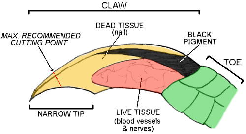 Diagram of green iguana claw
